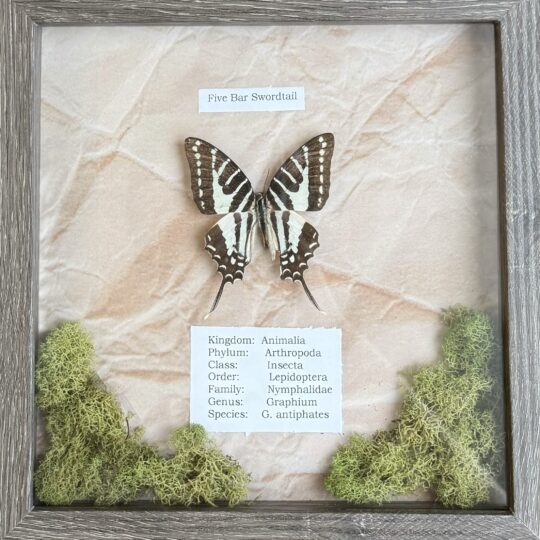 Framed Butterflies